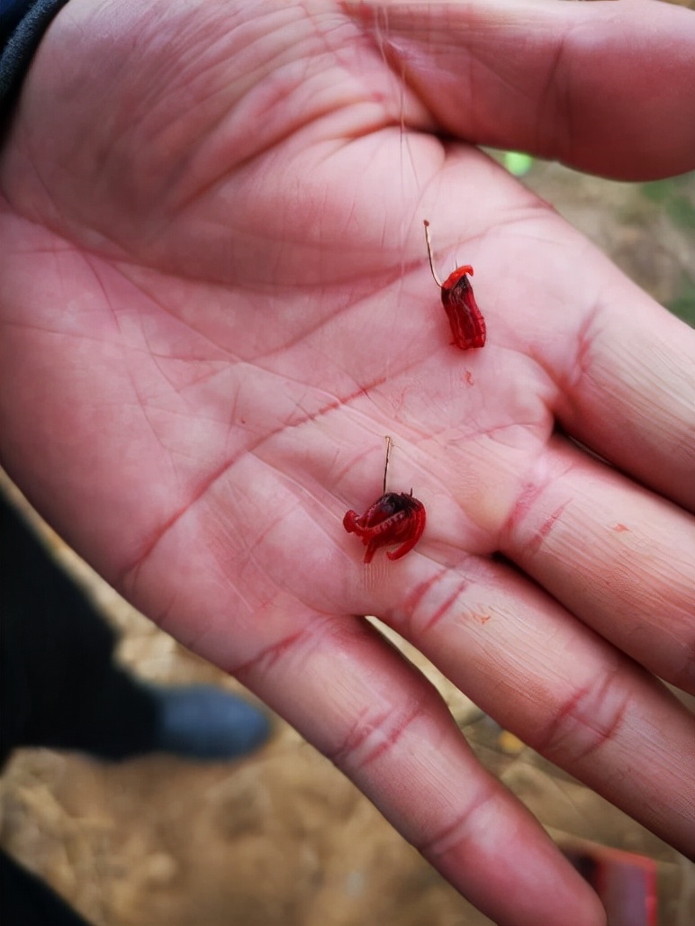 鱼获优缺点,鱼获参考对比图片