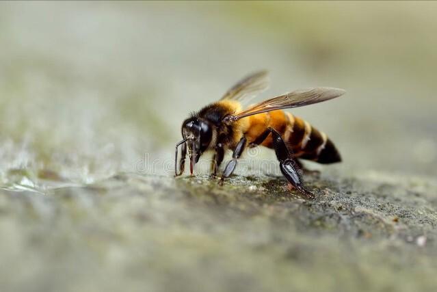 夏天毒虫咬了有土方法吗,户外防止被虫咬的最好方法