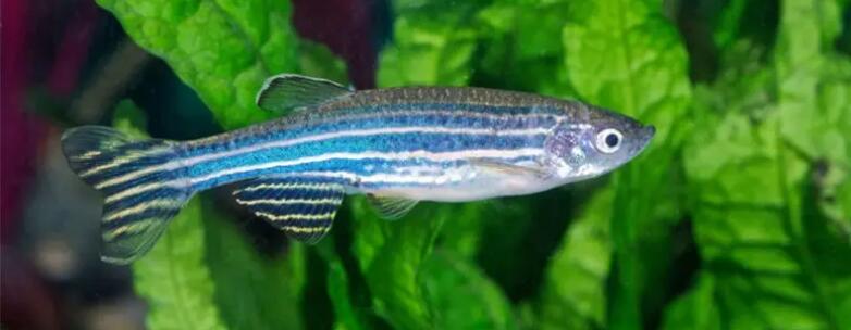 鱼在水中能运动自由是靠什么控制,鱼在游泳时靠什么产生前进的动力