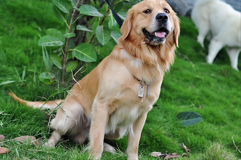 金毛不爱喝水是什么原因,金毛不喝水尿不出尿