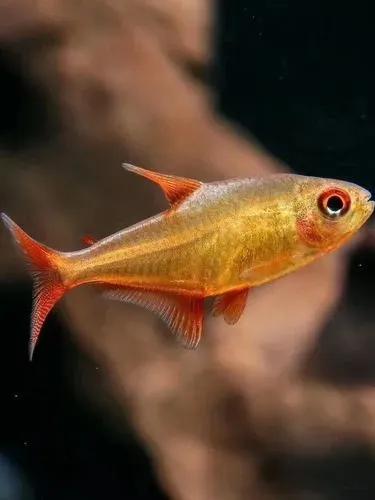 各种漂亮鱼的名称及图片,漂亮可爱的海水观赏鱼