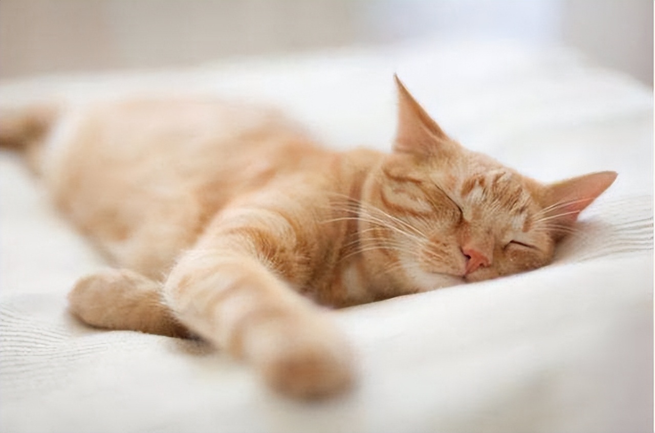 猫咪晚上跳到床上,猫咪床上睡觉