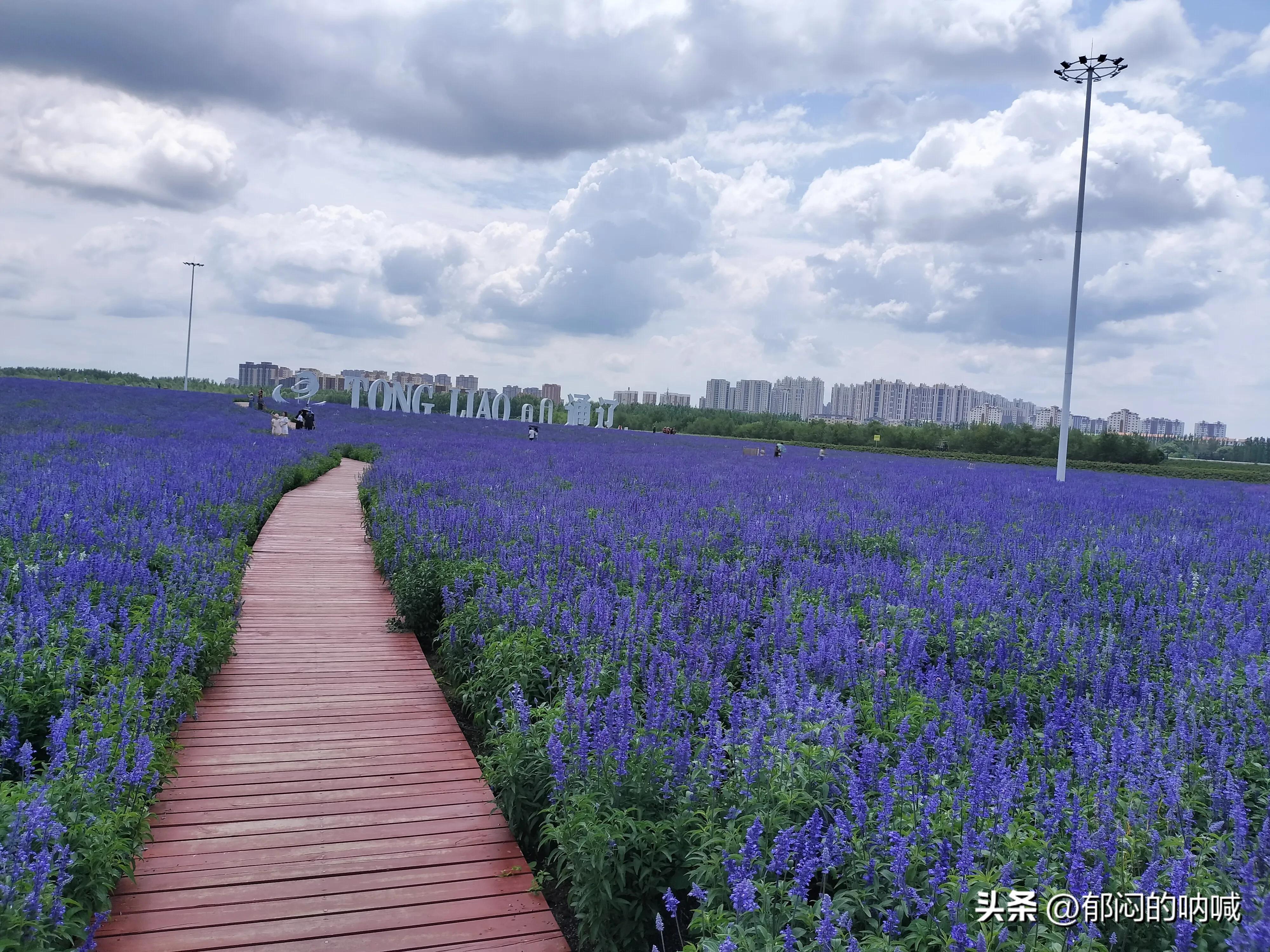 通辽薰衣草庄园门票,通辽薰衣草庄园四月