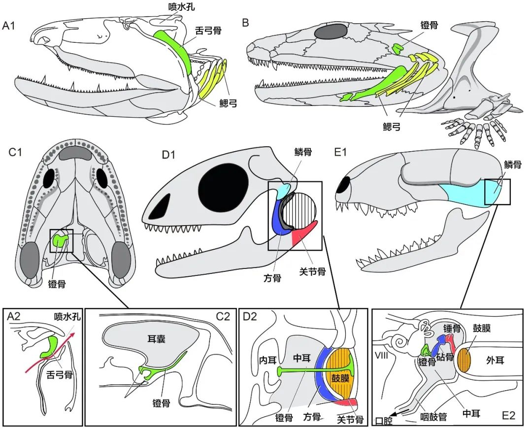 长达200年的解谜过程：鱼类曾经用我们的耳朵来呼吸