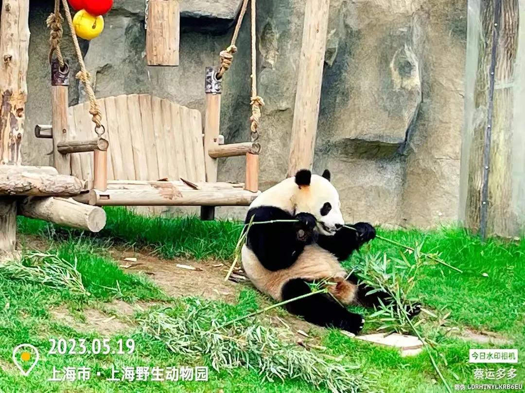 上海野生动物园和上海动物园,上海野生动物园过年营业时间