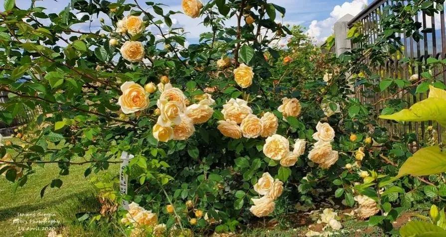 欢笑格鲁吉亚藤本,欢笑格鲁吉亚会变色吗