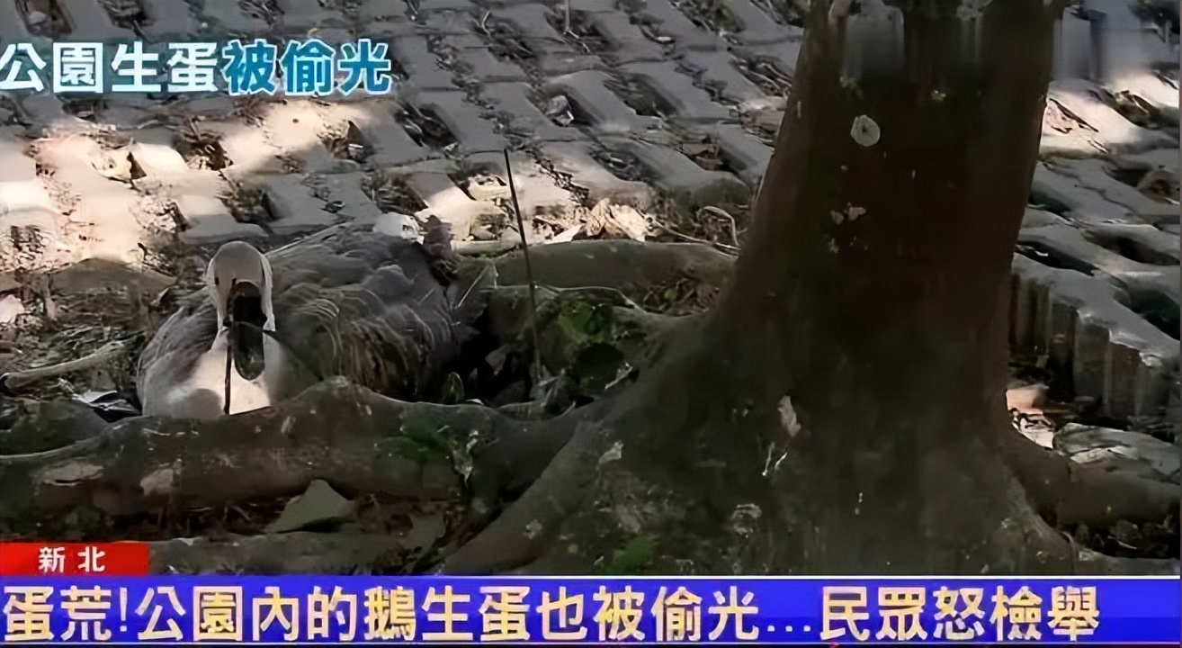 蛋荒谜题：台湾为什么会缺鸡蛋？