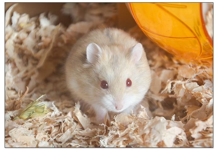 新手养仓鼠的视频,新手养一只小仓鼠