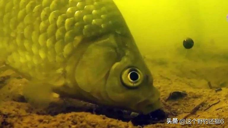 冬季野钓有鱼但是就没口,冬季钓鲫鱼为什么天黑就没口了