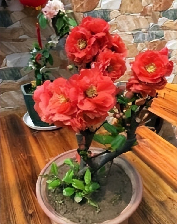 代表富贵吉祥的花草,有寓意的花草名