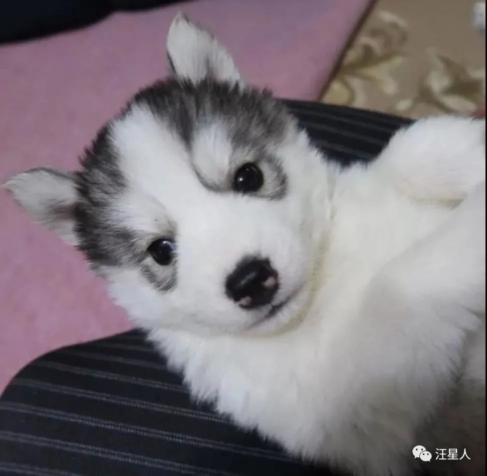 小黄狗长大的过程,小黄狗长大过程