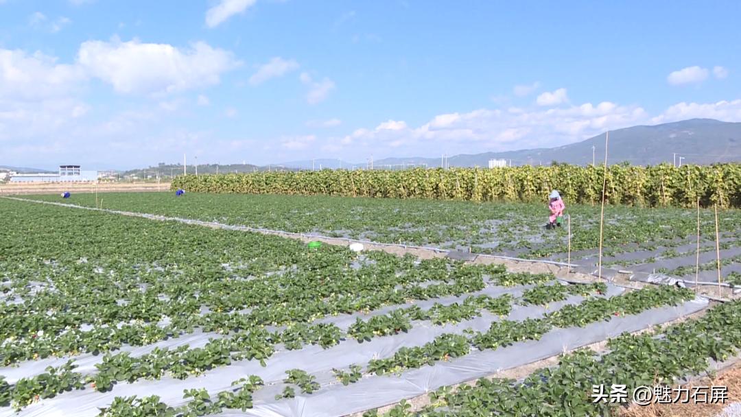 周末打卡地|去看“管道树”上的草莓and去摘冬日的第一颗草莓