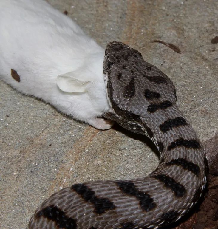 「原来欧洲有这么多种蛇？！」偷师卡塞尔的豢龙大师·下