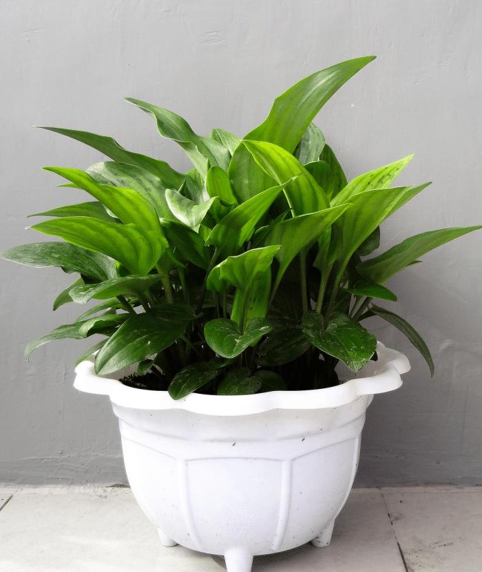 推荐9种适合在办公室养的小盆栽,适合办公室养的大盆栽