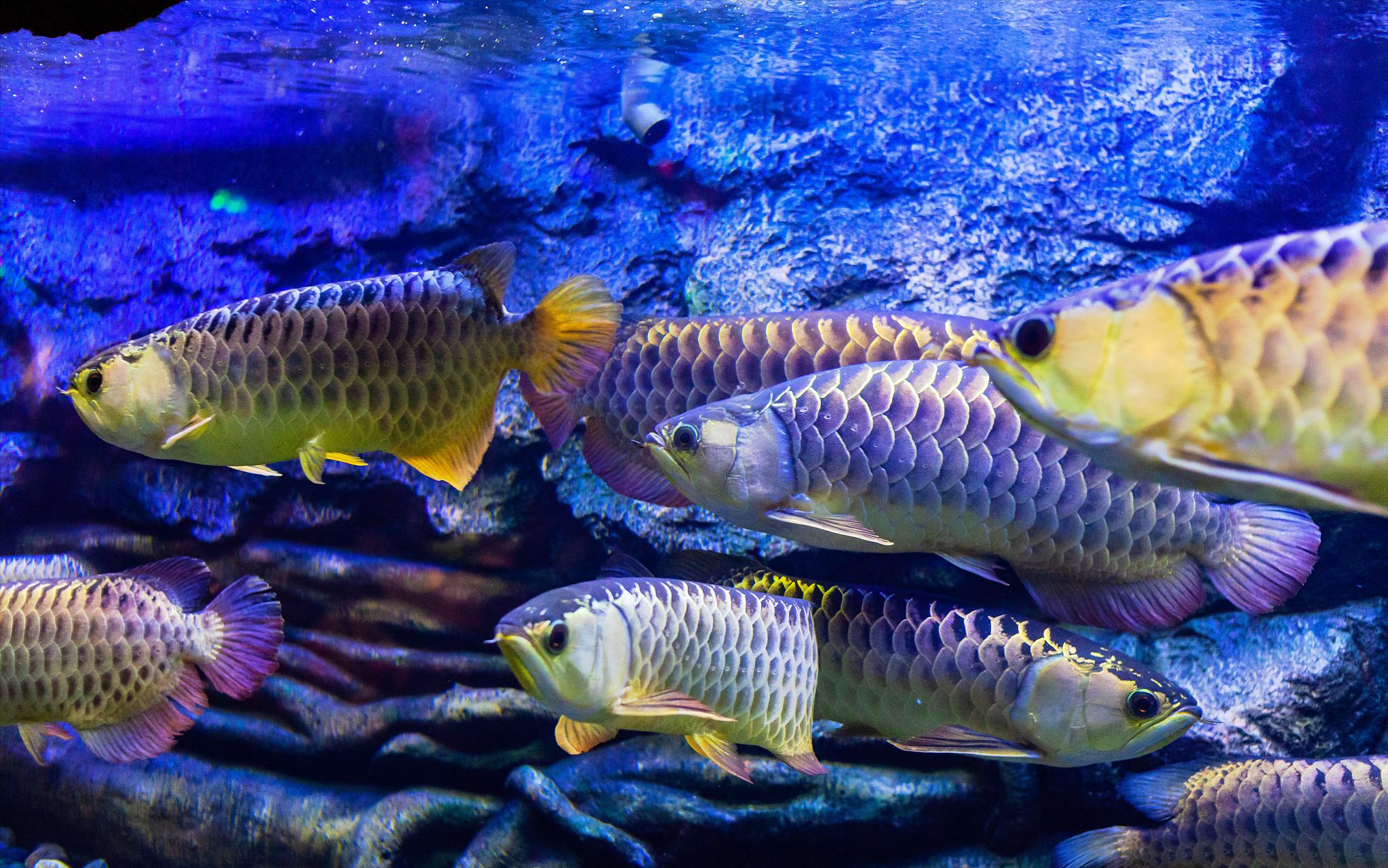 急救金龙鱼,如何救金龙鱼