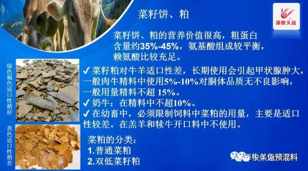 养牛花生饼可以替代豆粕吗,豆粕上涨为何如此疯狂