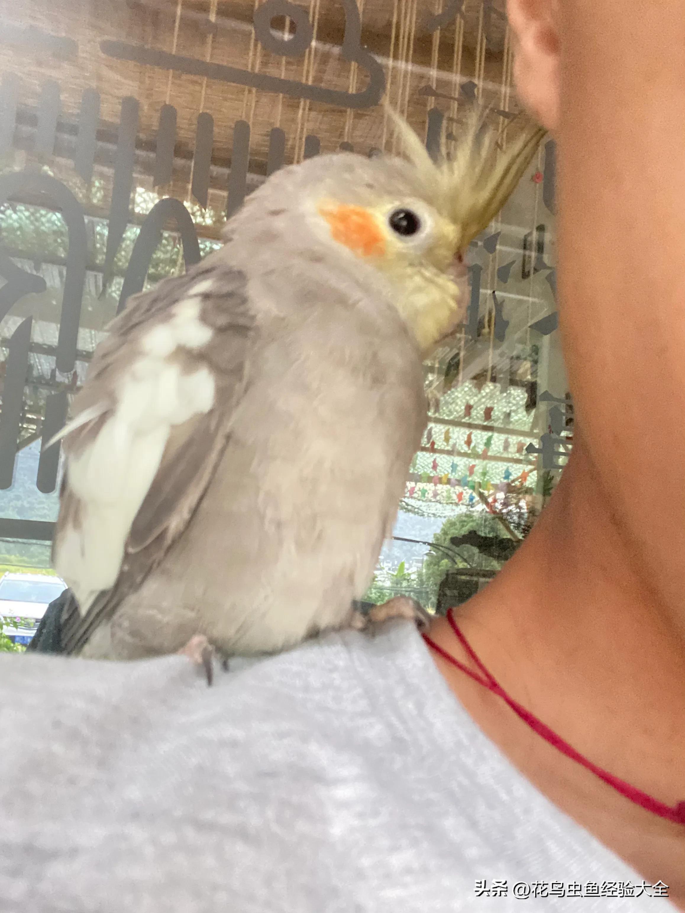 新手训玄凤鹦鹉的方法大全,虎皮鹦鹉跟玄凤鹦鹉怎么才能养熟