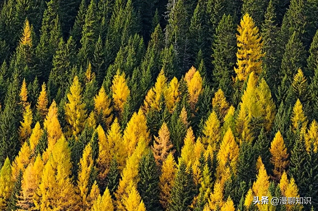 落叶松根部含二氢槲皮素功效,落叶松对人体有什么好处