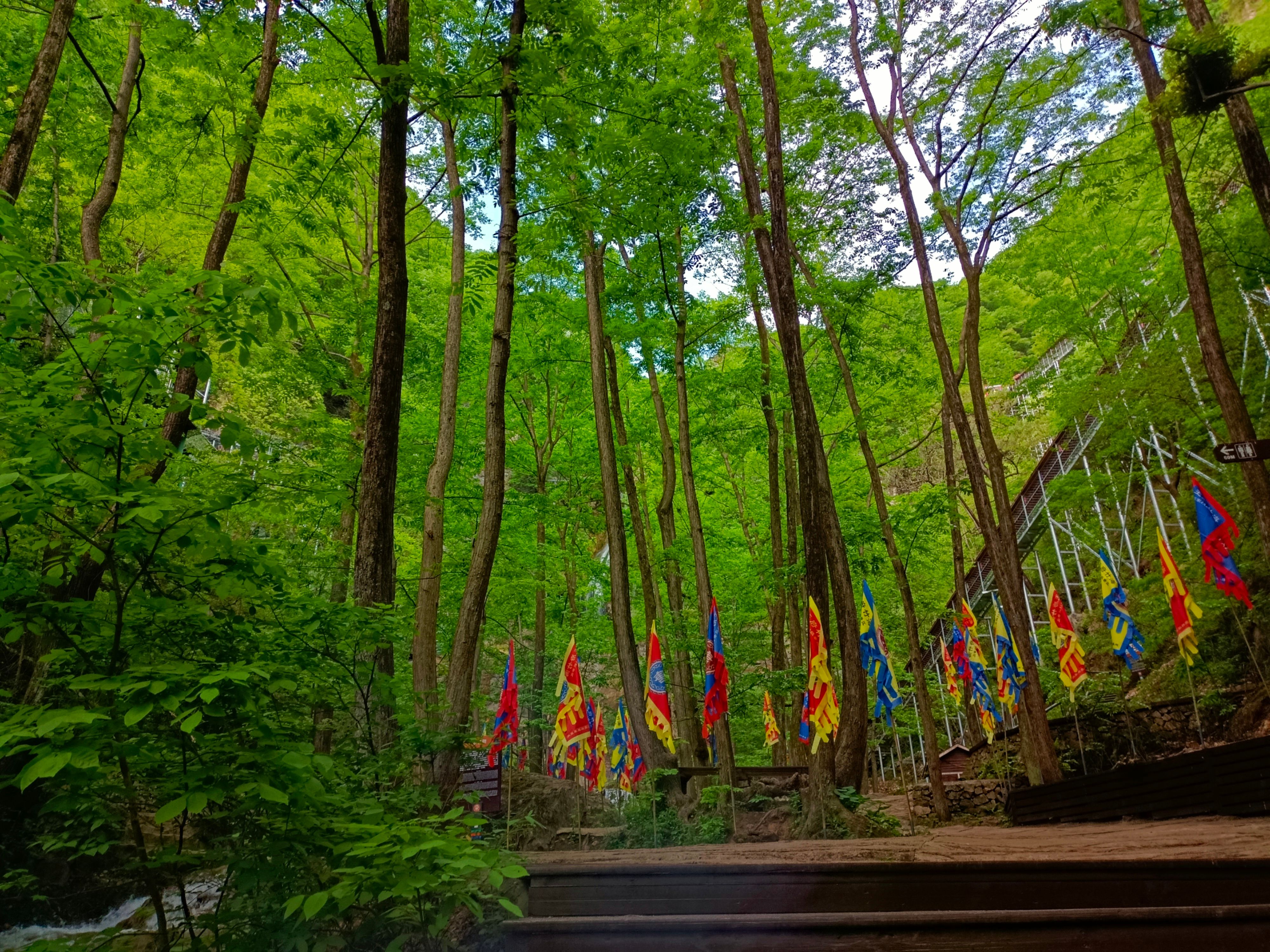 洛阳王府竹海风景图,洛阳王府竹海景区介绍
