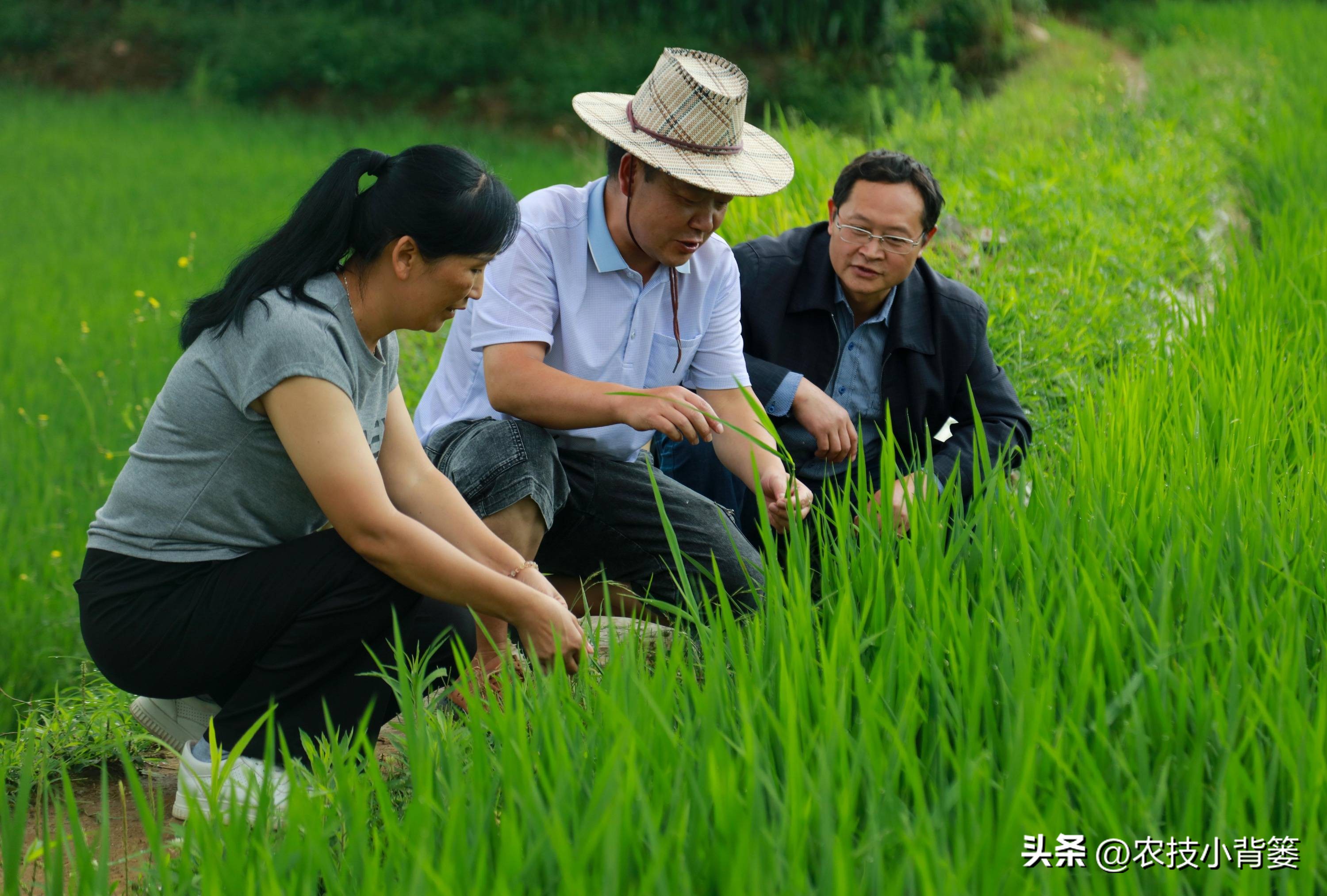 水稻稻苗发黄是什么病,水稻叶片发黄的原因及防治方法