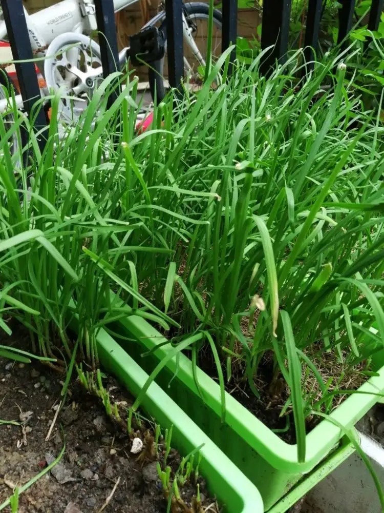 阳台种菜的方法和技巧大全,阳台种菜的方法和技巧