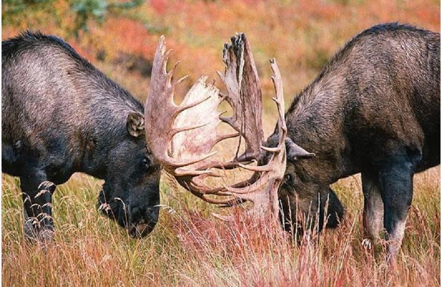 神奇动物中的山海经神兽有哪些,神奇动物中国山海经神兽