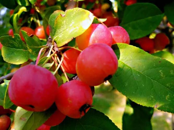 西府海棠花白色,西府海棠花骨朵