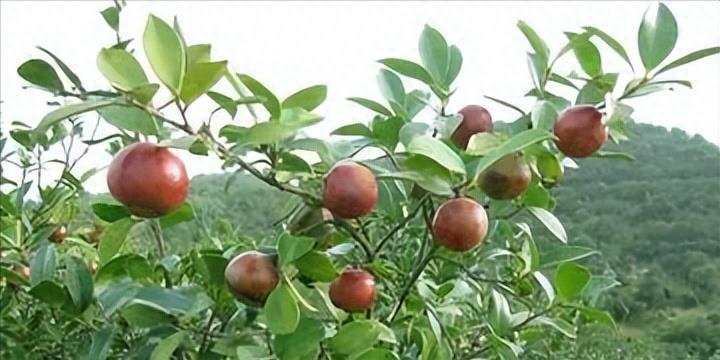 曾是皇帝*用御**，如今却无人问津，“油中软黄金”如何走向末路？