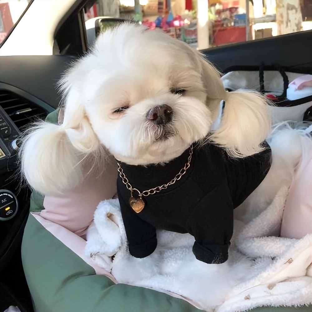 哪种狗子的寿命长,什么行业适合养狗