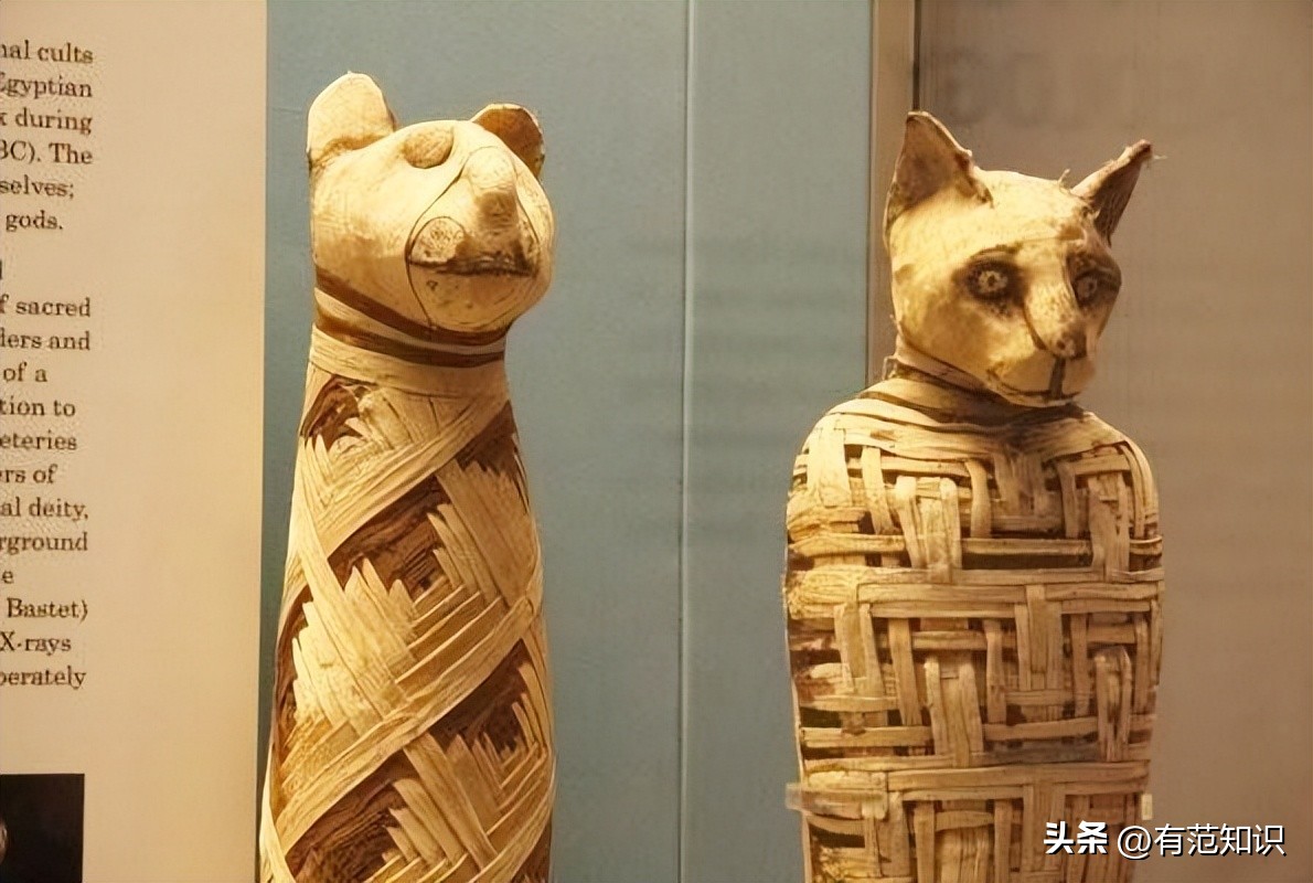 古埃及和猫的历史故事,古埃及人对猫的崇拜