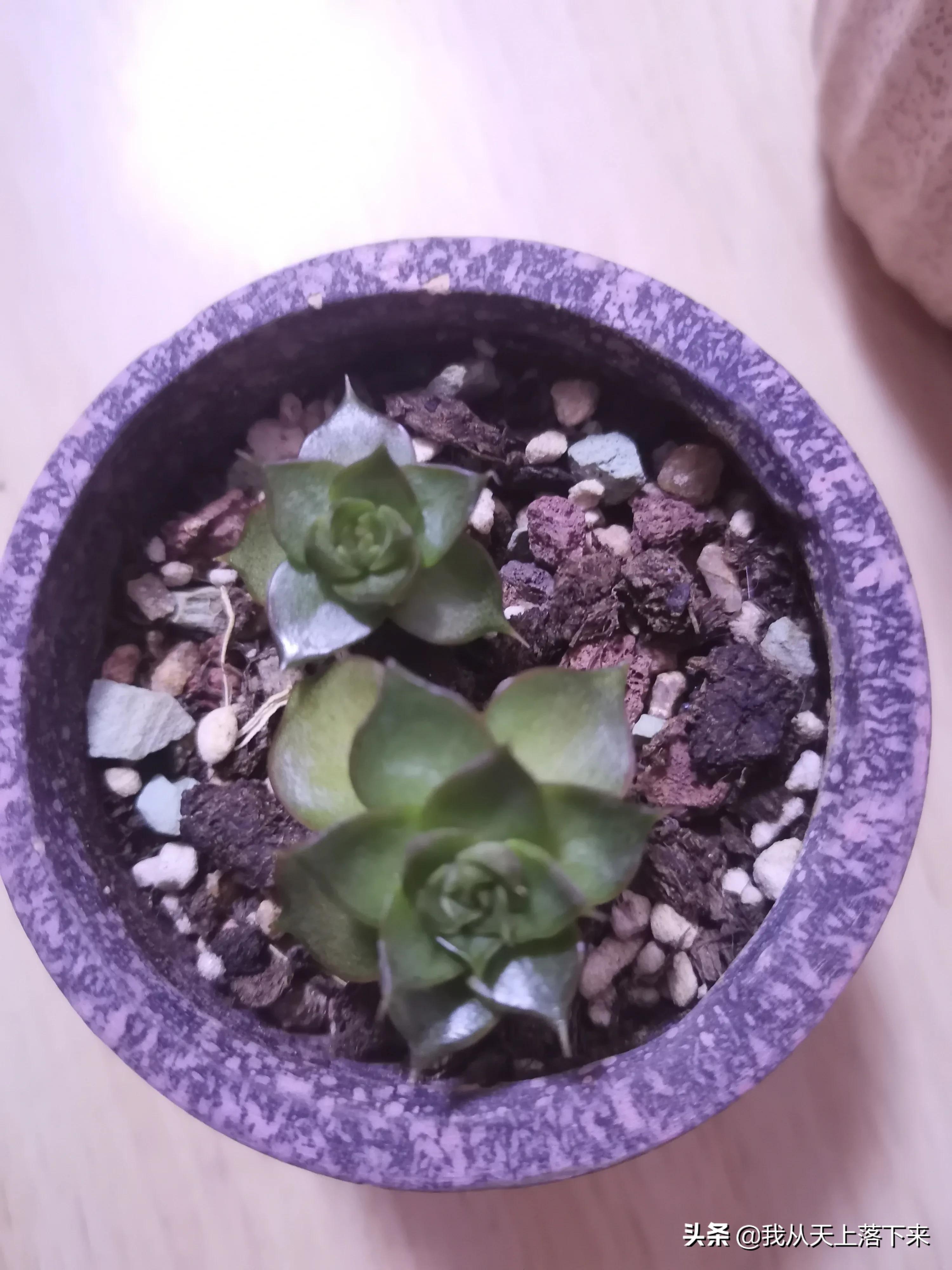 多肉品种及图片大全欣赏,多肉品种辨别图片大全欣赏