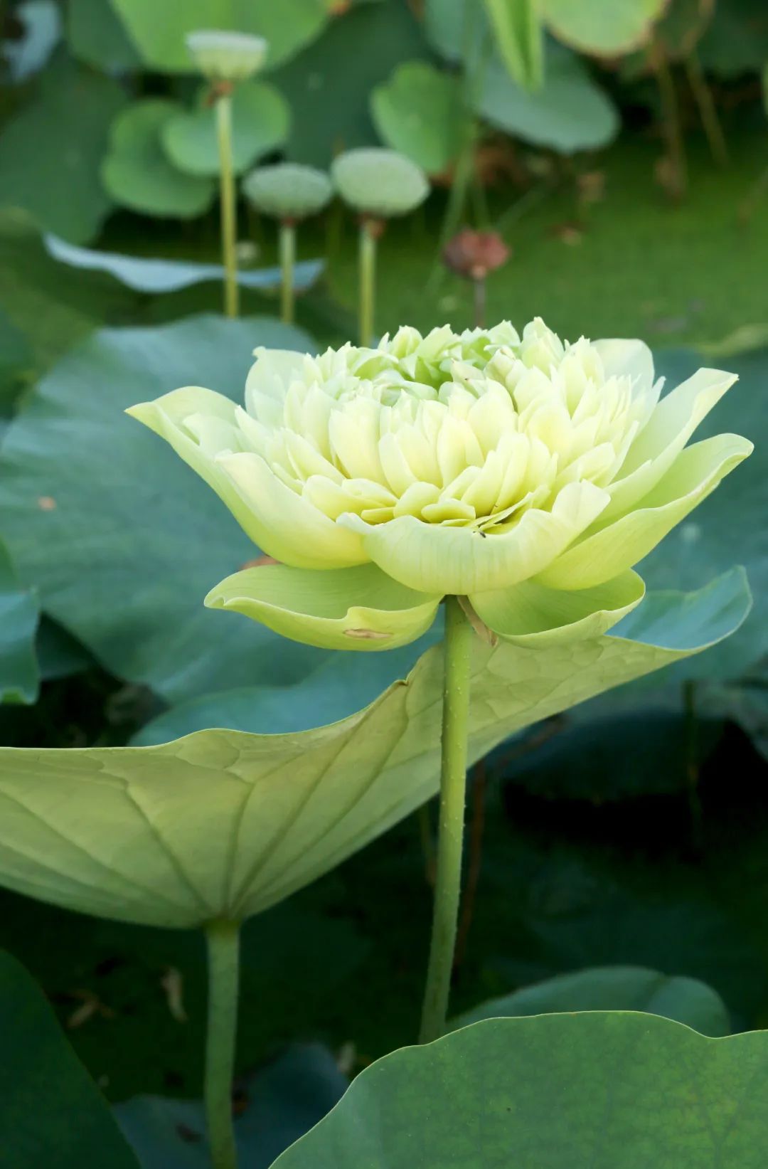 绝美的荷花品种大全图集,超好看荷花品种大型荷花