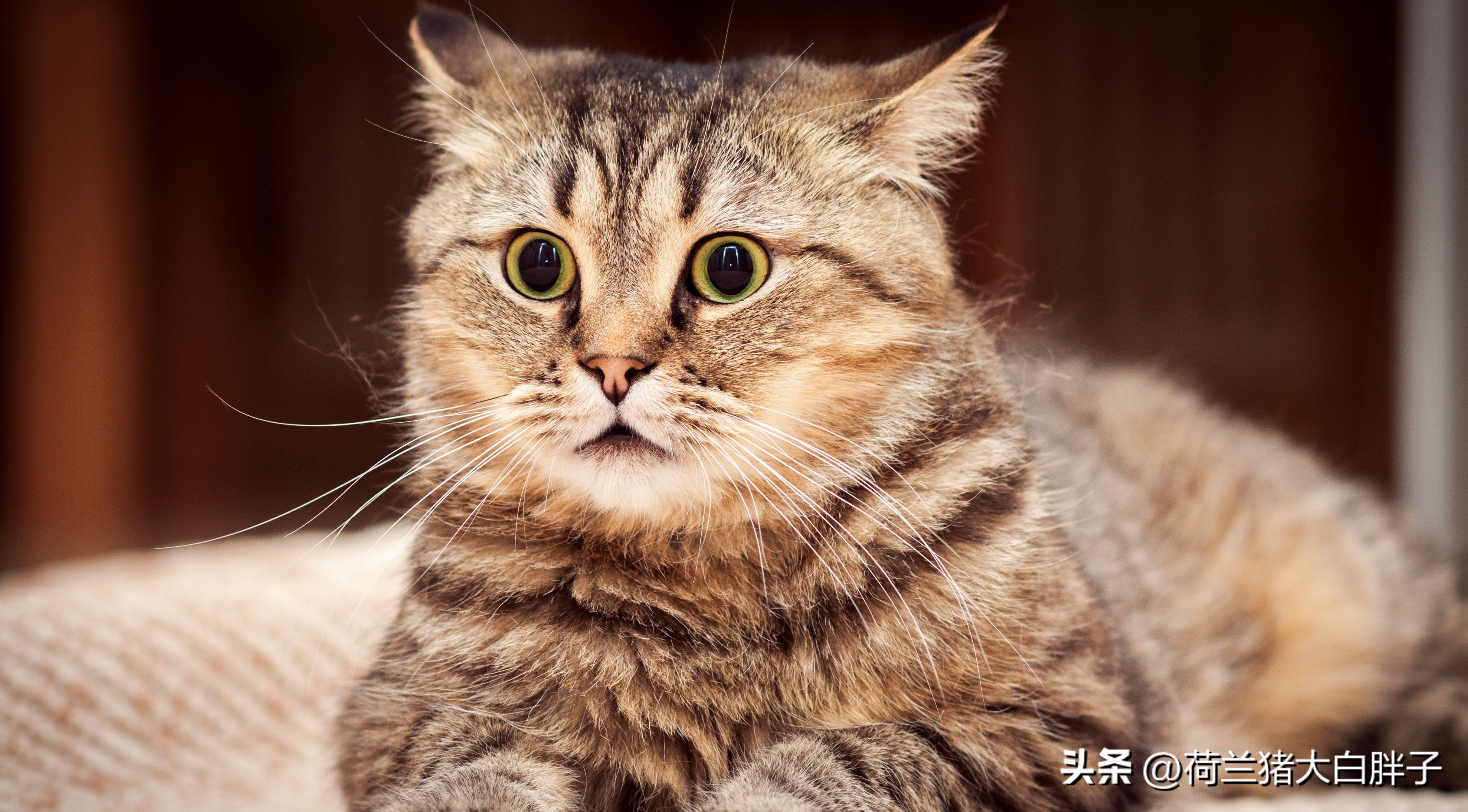 宠物猫咪应该怎么修理,宠物猫消化不良呕吐怎么办