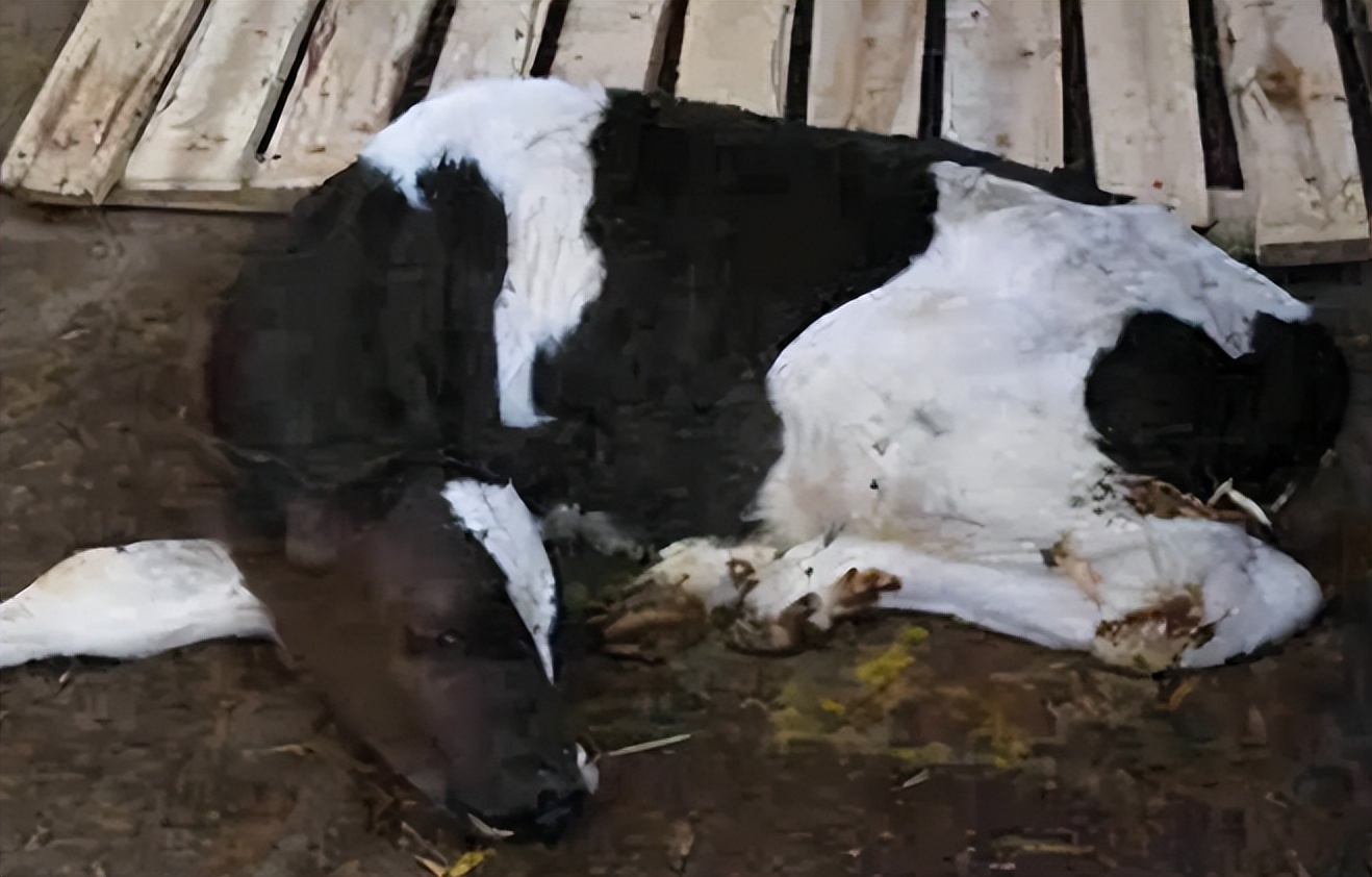 牛新生牛犊拉绿屎怎么办,新生牛犊拉黄绿色的稀该怎么治
