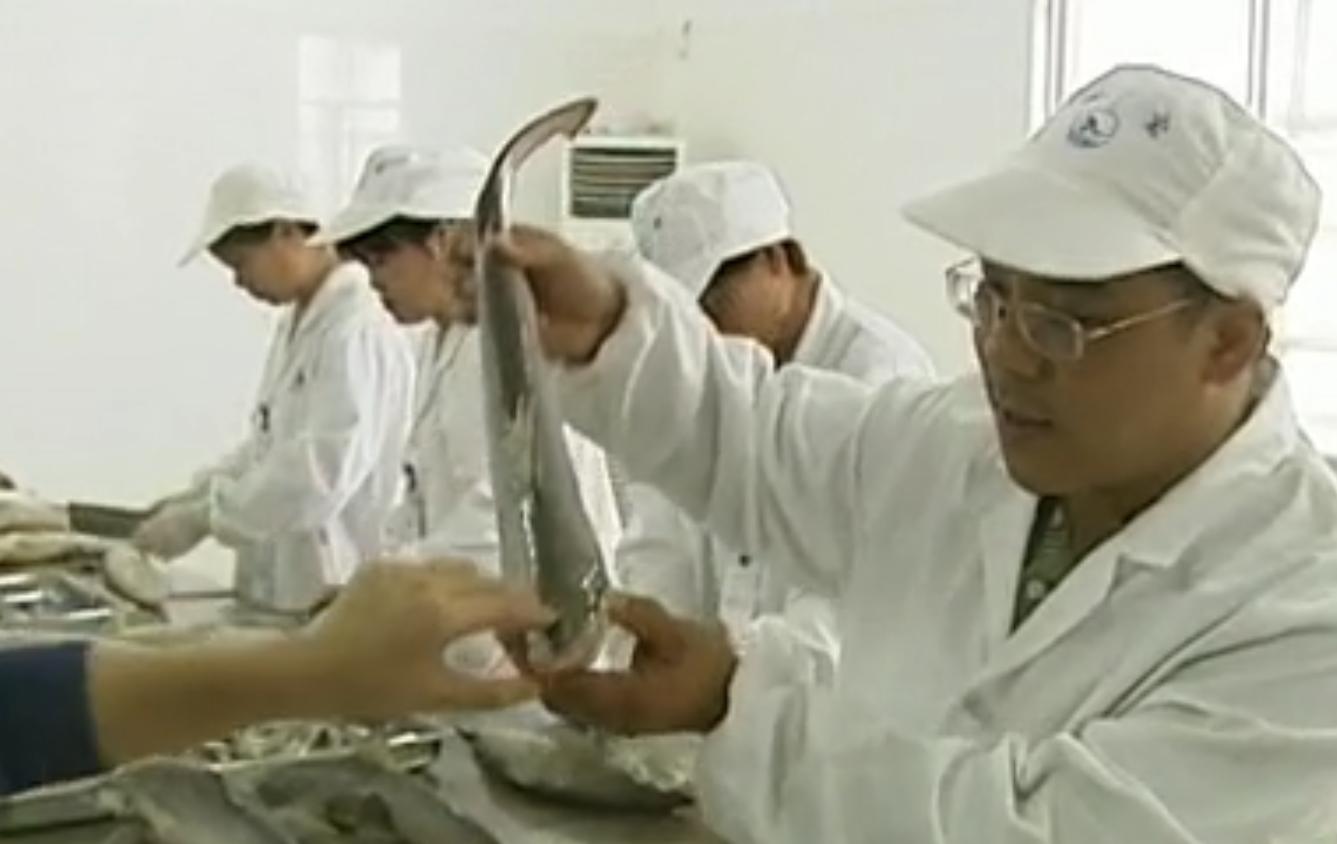 中国“鲨鱼村”的聪明商人：加工迷你“小鲨鱼”，年入3000万