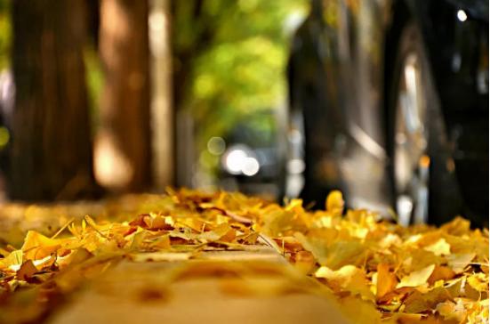 秋茶在什么时候喝最好养生,秋茶什么茶好喝又营养