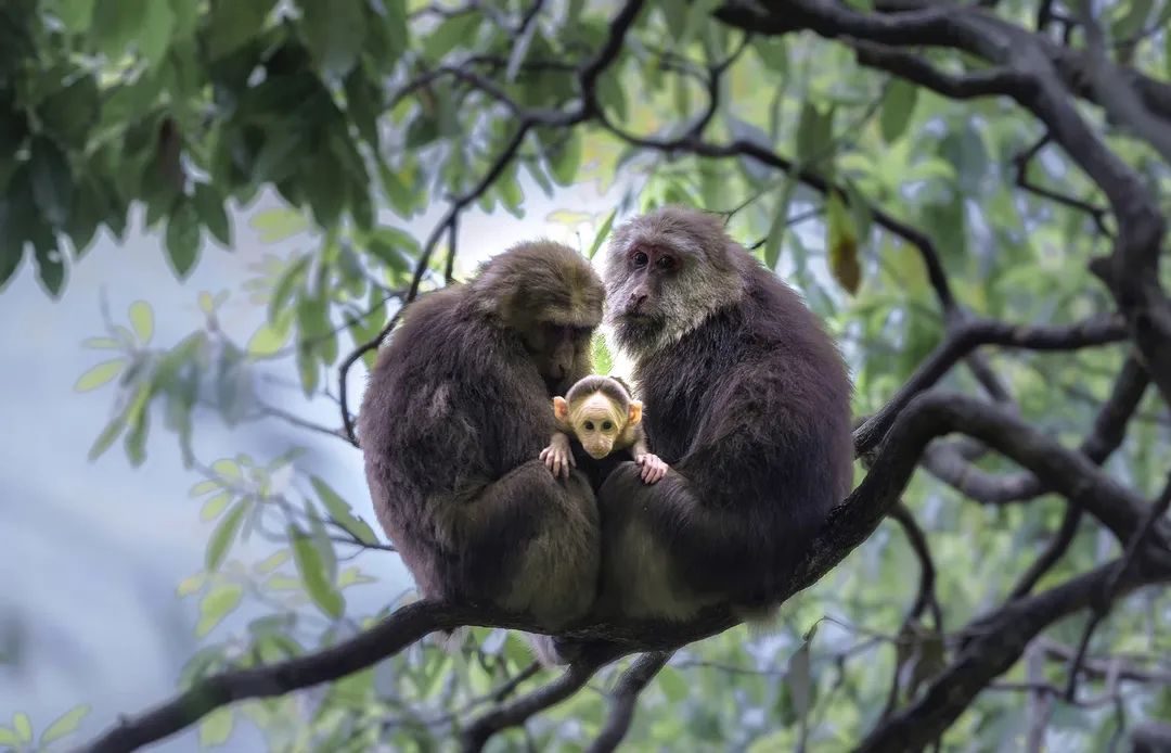 洪雅避暑胜地,洪雅最清凉的地方