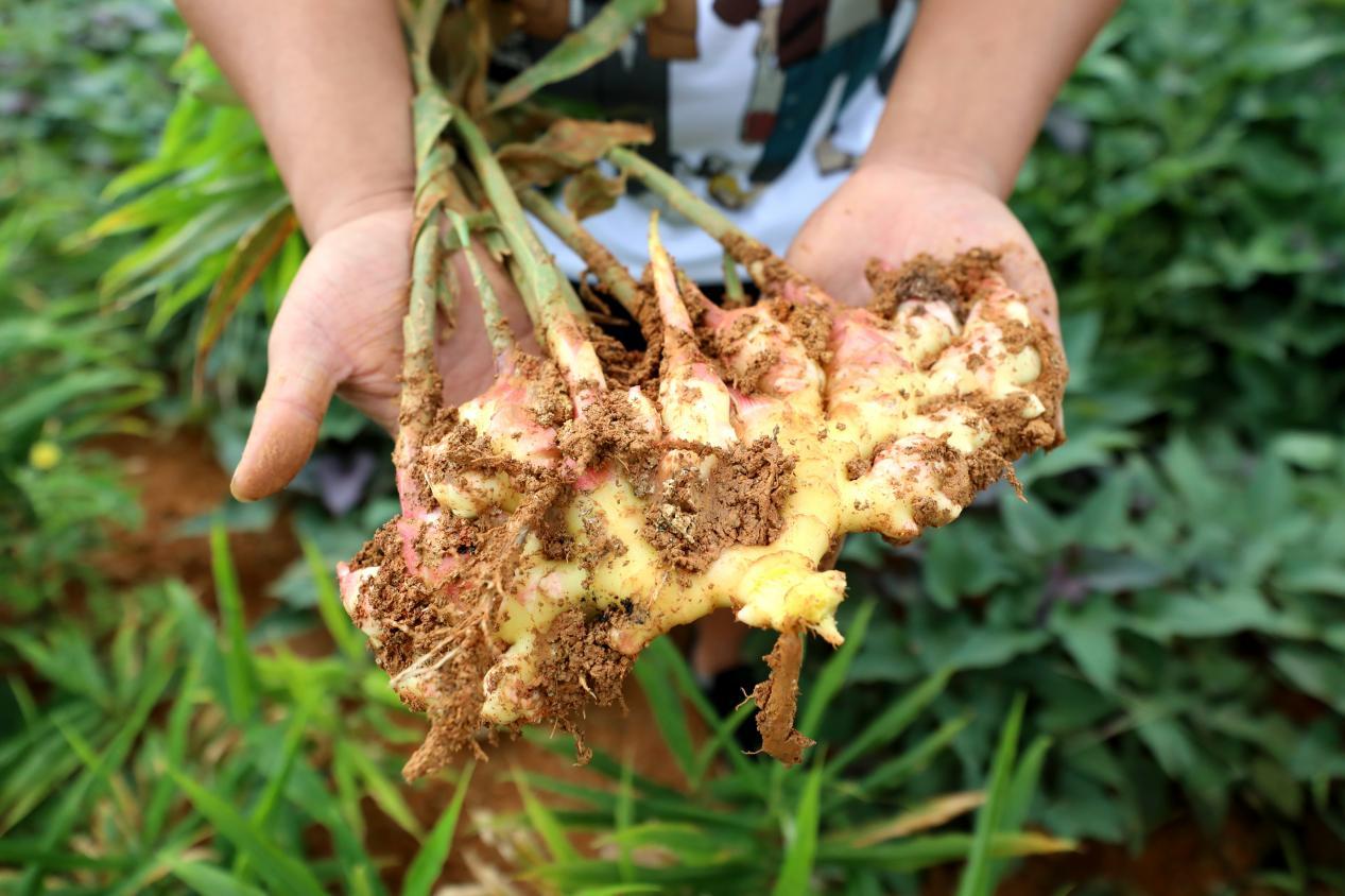 云南省文山州马关县韦铭：90后边境青年，返乡创业打“姜山”