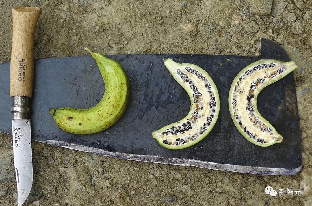 大黄蜂变异后有多可怕,大黄蜂能不能杀死病毒