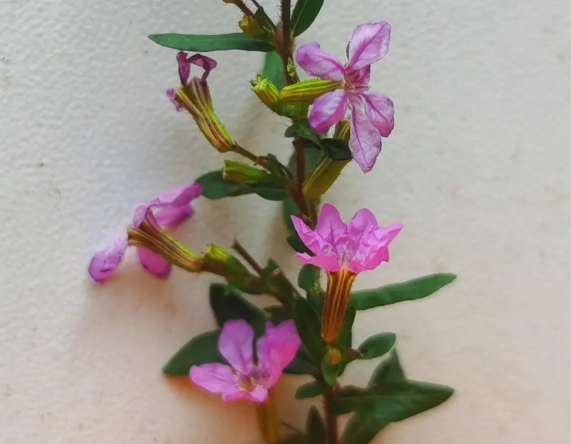 赏花旅游种什么花,春季去公园踏青上百种花让人眼花