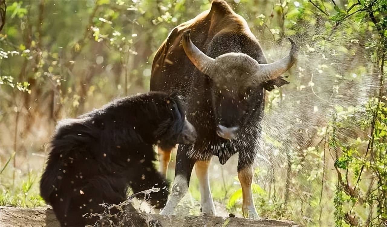 云南野外惊现濒危牛魔王,云南野生牛魔王