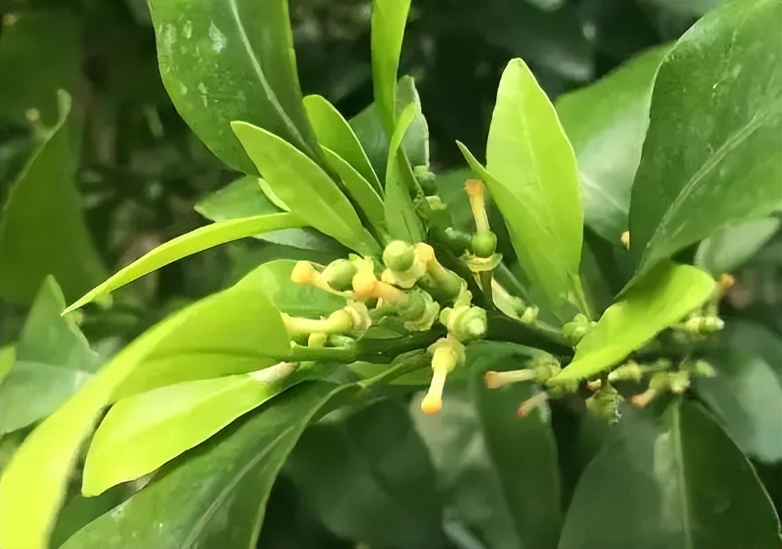 柑橘保果如何抢救看这篇就够了,柑橘保果知识点总结