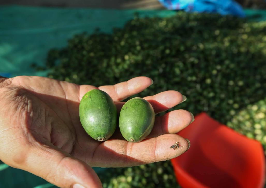 槟榔危害科普,槟榔危害性有多大安全性又有多大