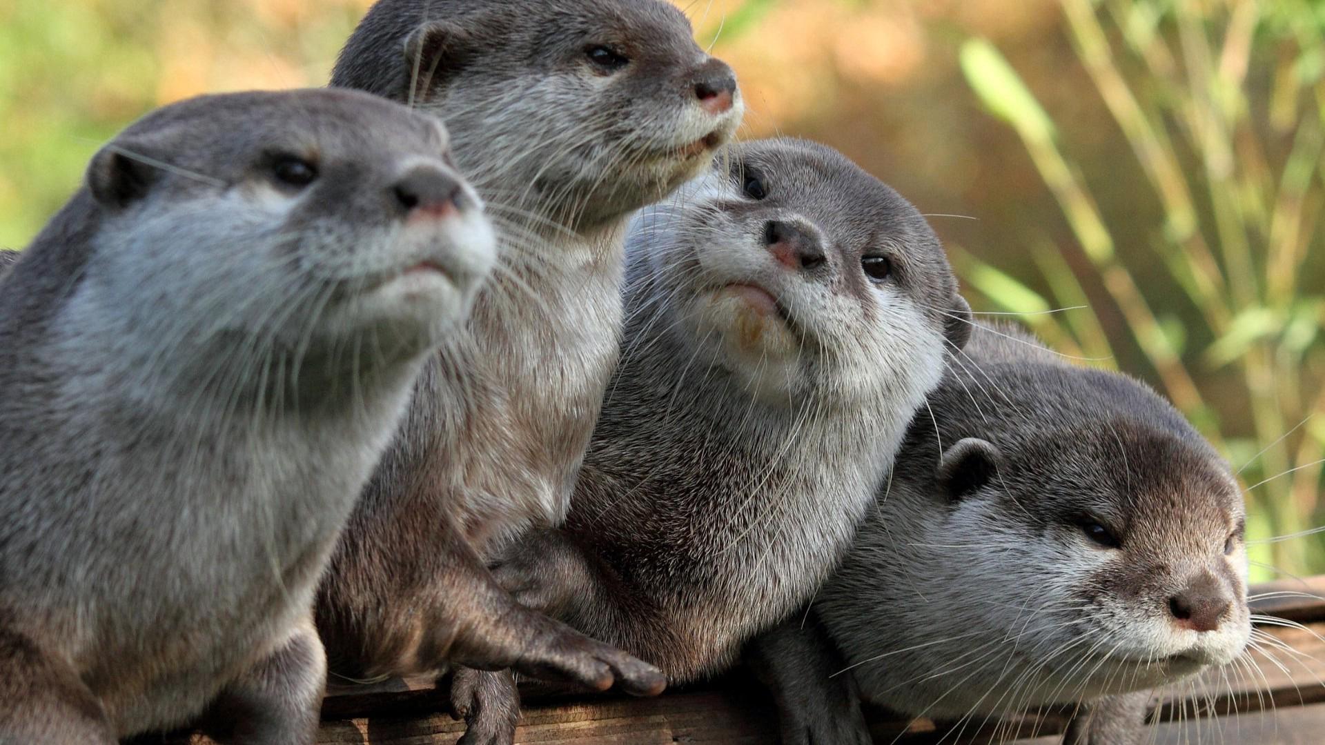 勤能补拙动物,勤能补拙比喻哪个生肖