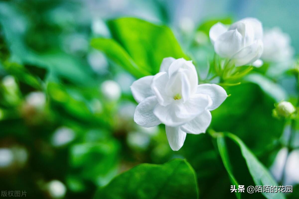 春节开花的庭院花卉,适合四季开花的庭院花卉