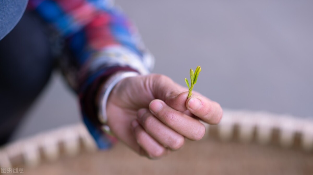 购买茶的正确方法,学会这几招买茶不踩坑