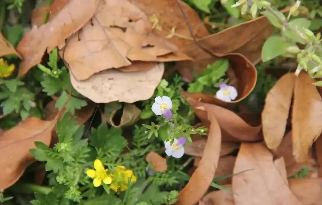 搬离城市，坐火车上班的年轻人：获得了真正的快乐！