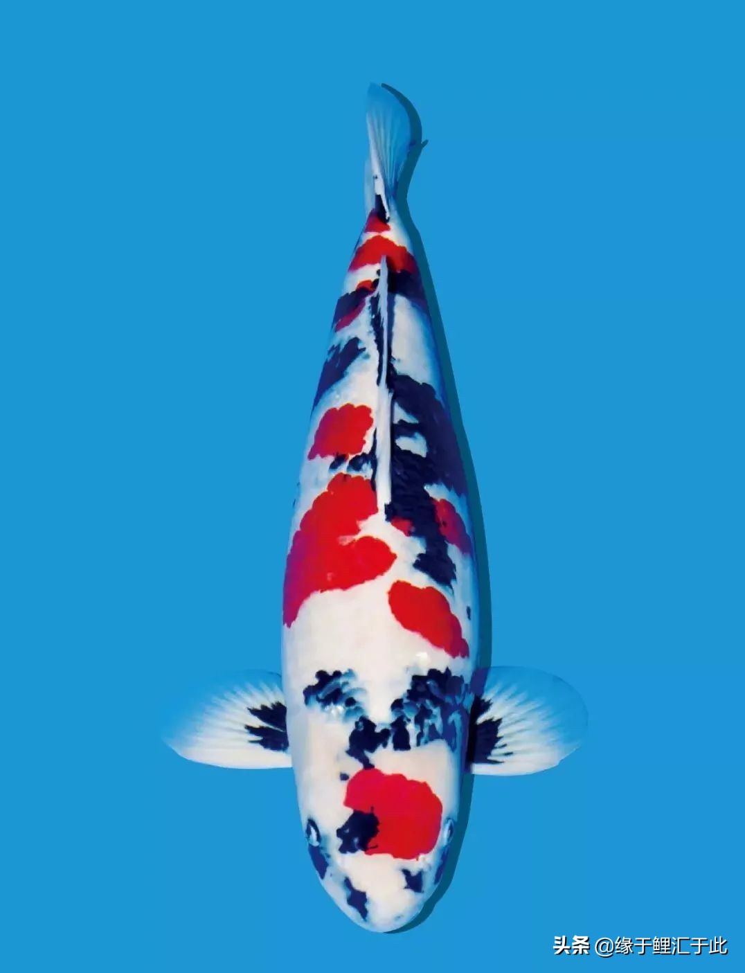 锦鲤爆氧得气泡病,锦鲤气泡病最好的治疗