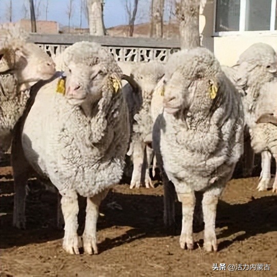 这场“羊”运会，内蒙古申请出战！