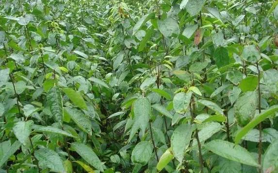 广东老板出资2万种植年入50万,广东老板白手起家全靠自己挣钱